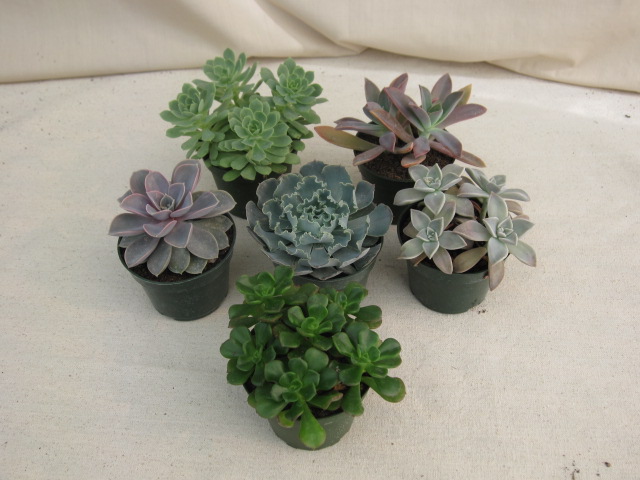 4" Echeverria
